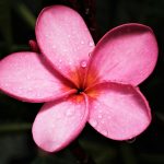 The Role of Steam Ovens in Retaining Moisture and Nutrients