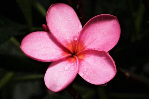 The Role of Steam Ovens in Retaining Moisture and Nutrients