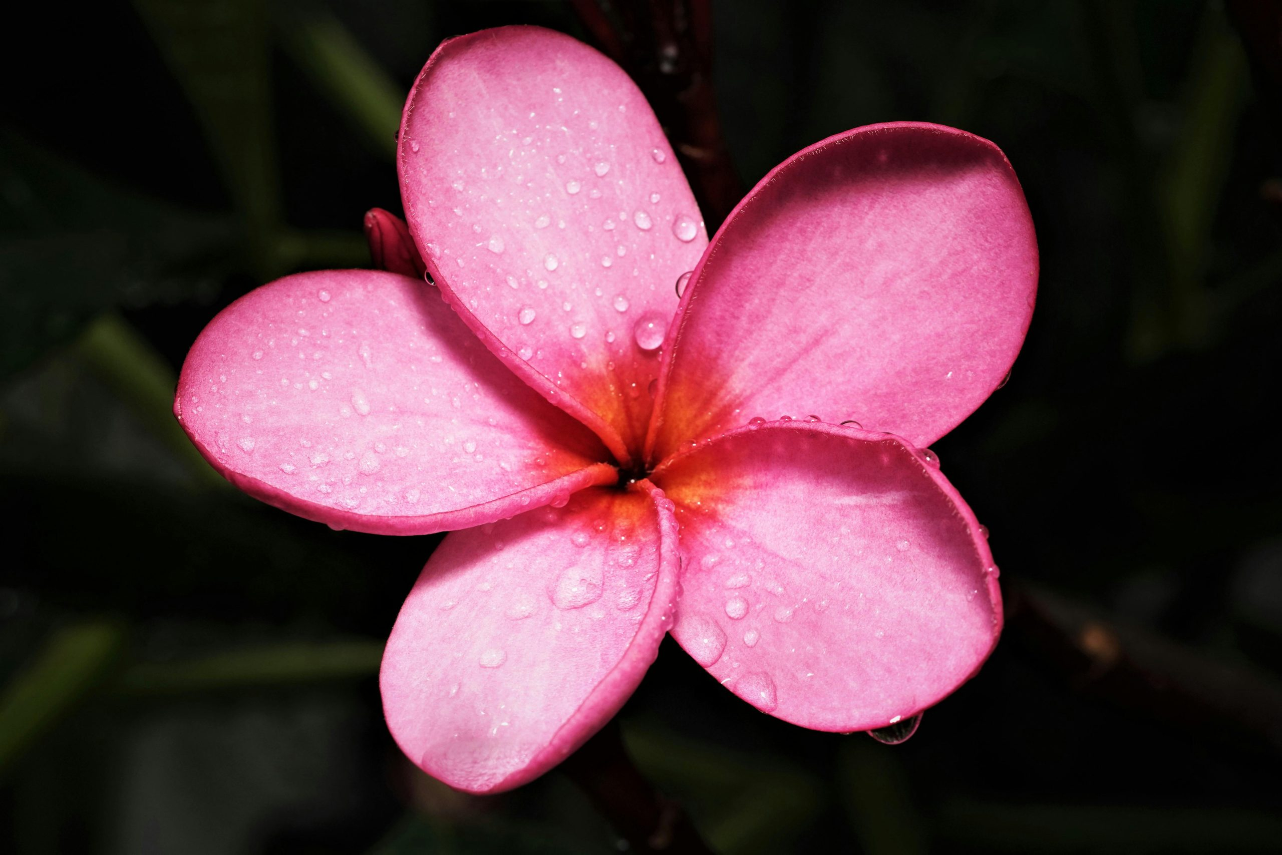 The Role of Steam Ovens in Retaining Moisture and Nutrients