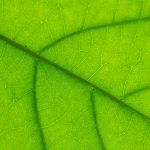 Simple Steps to Cultivating a Growth Mindset in Young Learners