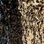 The Impact of Interest-Only Mortgages on Homebuyers