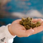 Medical Cannabis Legalization and Regulatory Challenges
