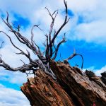 Developing Resilience Through Failure and Feedback Practices