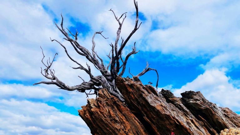 Developing Resilience Through Failure and Feedback Practices
